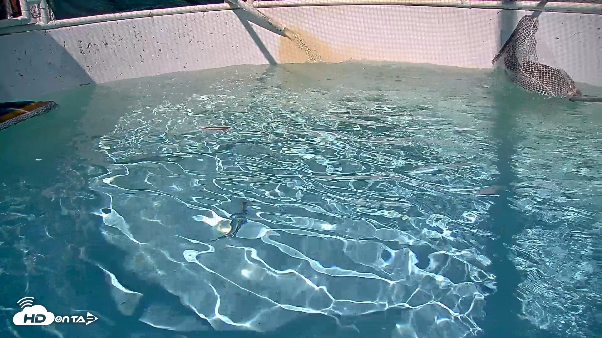 Snapshot of Bird Rehabilitation Pool Live Webcam taken Sep 1, 2026, 3:14pm PDT