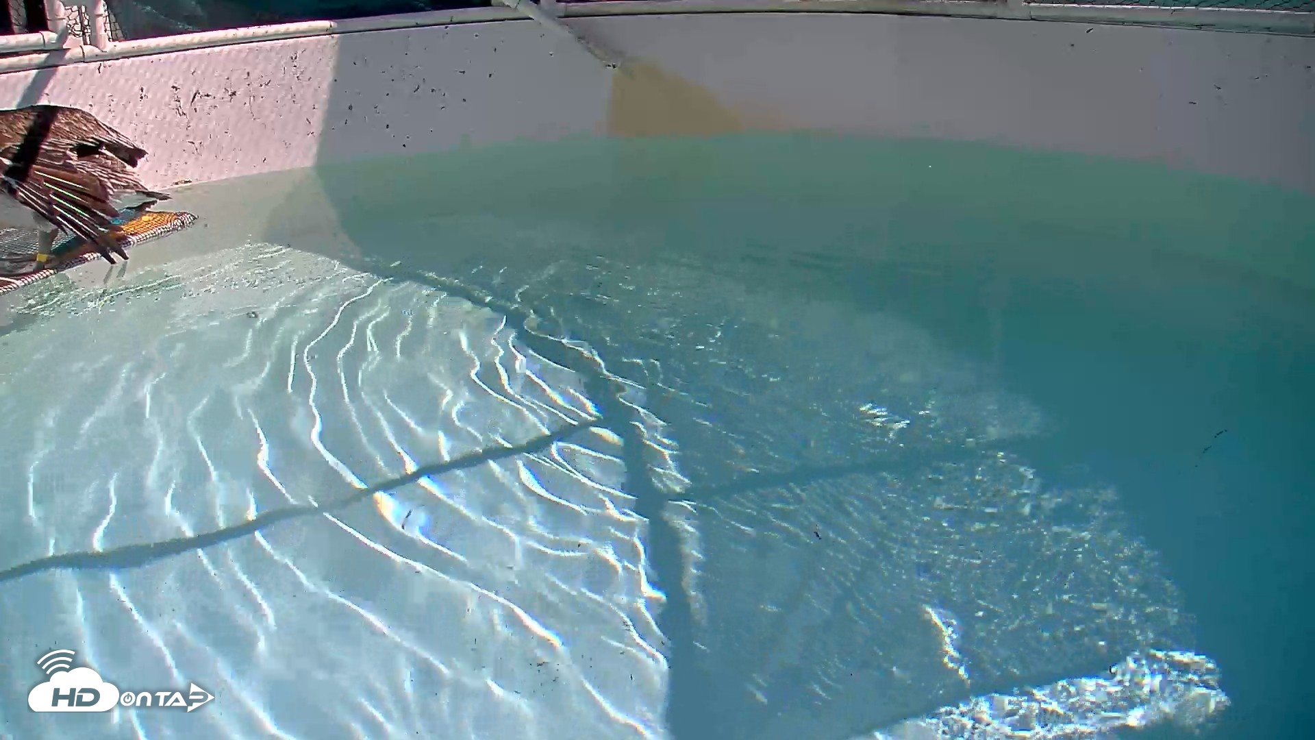 Snapshot of Bird Rehabilitation Pool Live Webcam taken Sep 9, 2026, 10:35am PDT