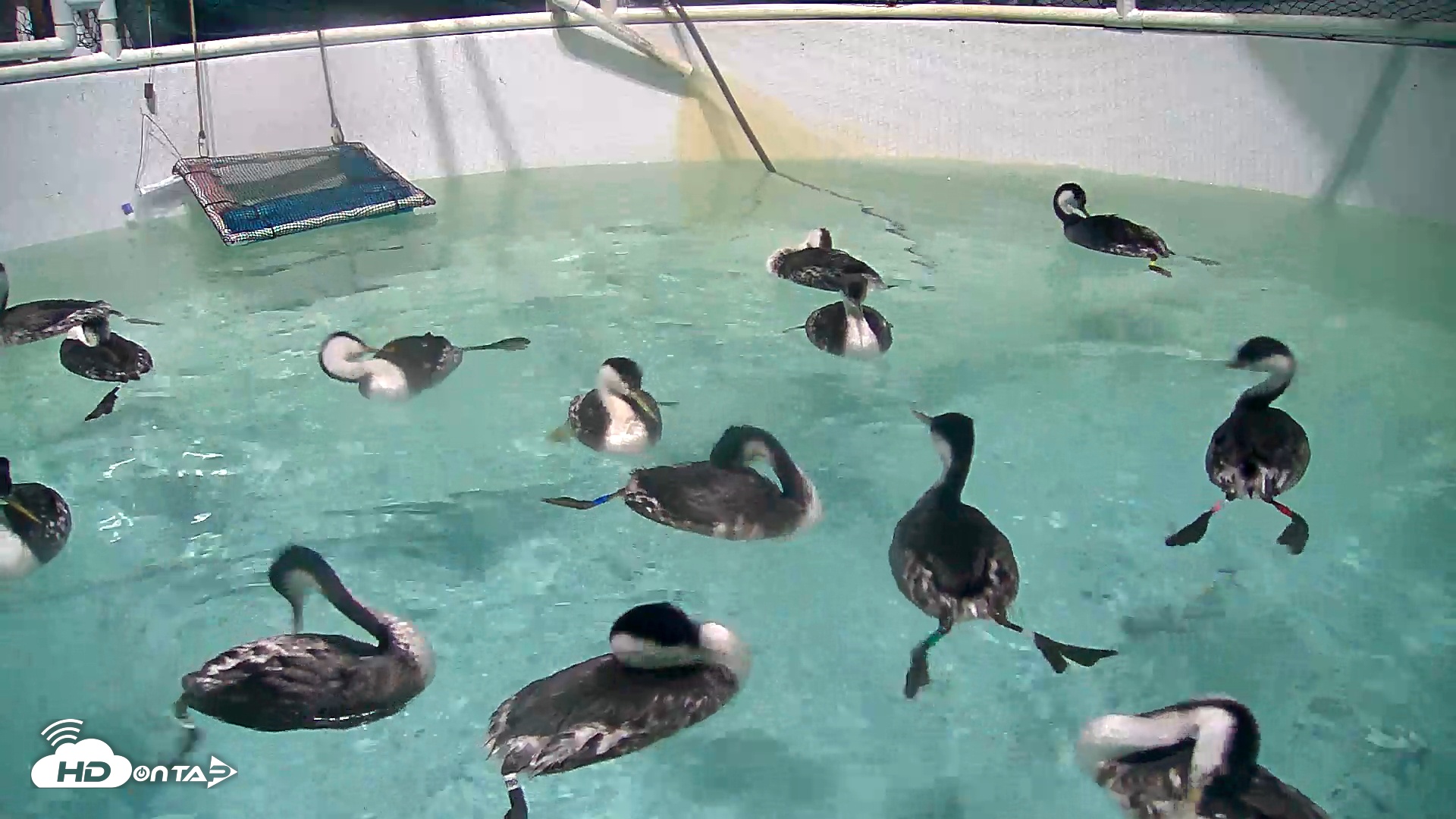 Snapshot of Bird Rehabilitation Pool Live Webcam taken Nov 14, 2025, 8:53pm PST