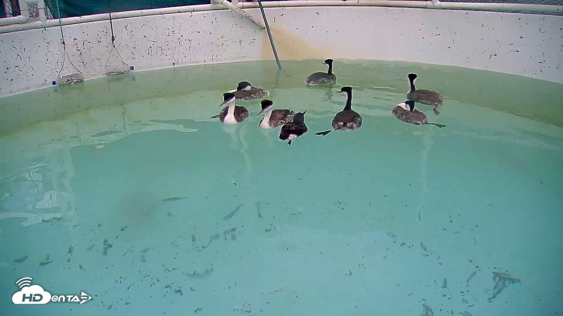Snapshot of Bird Rehabilitation Pool Live Webcam taken Apr 21, 2026, 3:56pm PDT