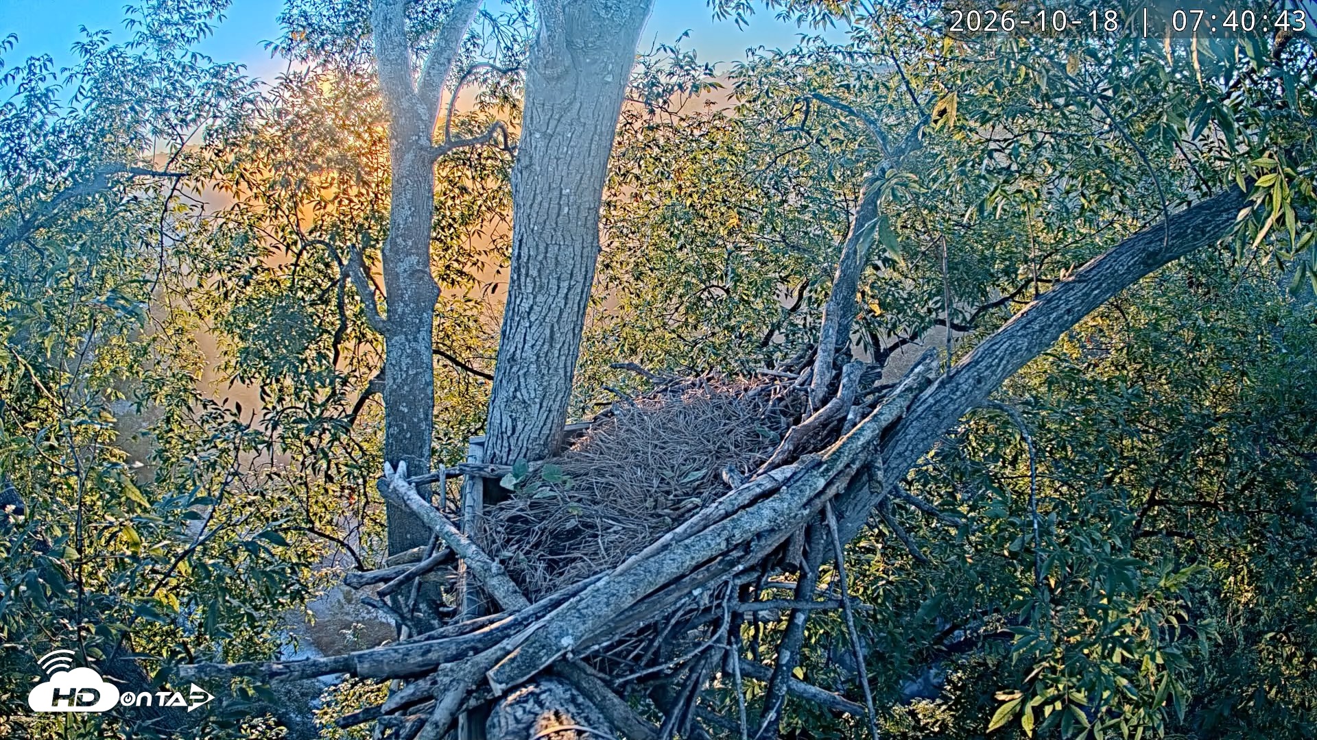 Snapshot of Dulles Greenway Eagles Nest Live Cam taken Oct 18, 2026, 7:34am EDT