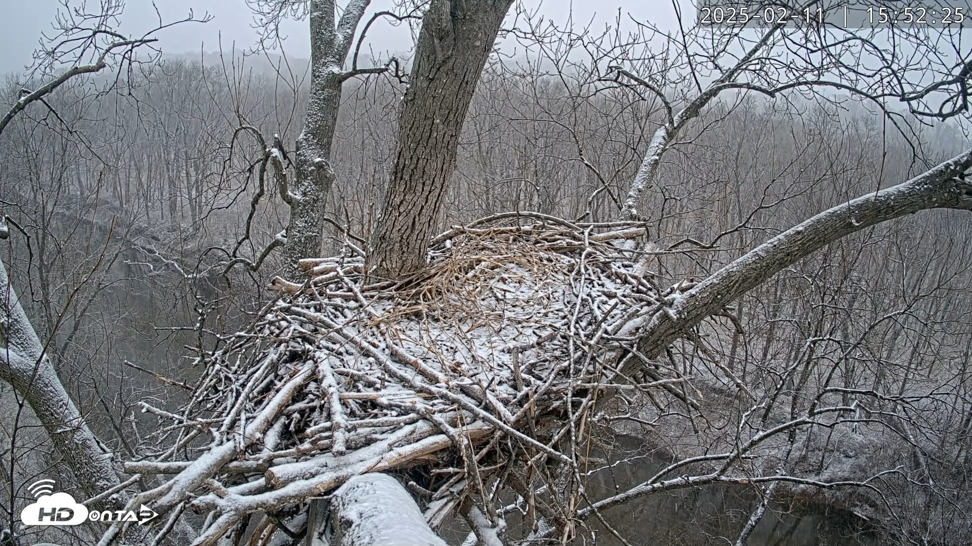 Snapshot of Dulles Greenway Eagles Nest Live Cam taken Feb 11, 2025, 3:48pm EST