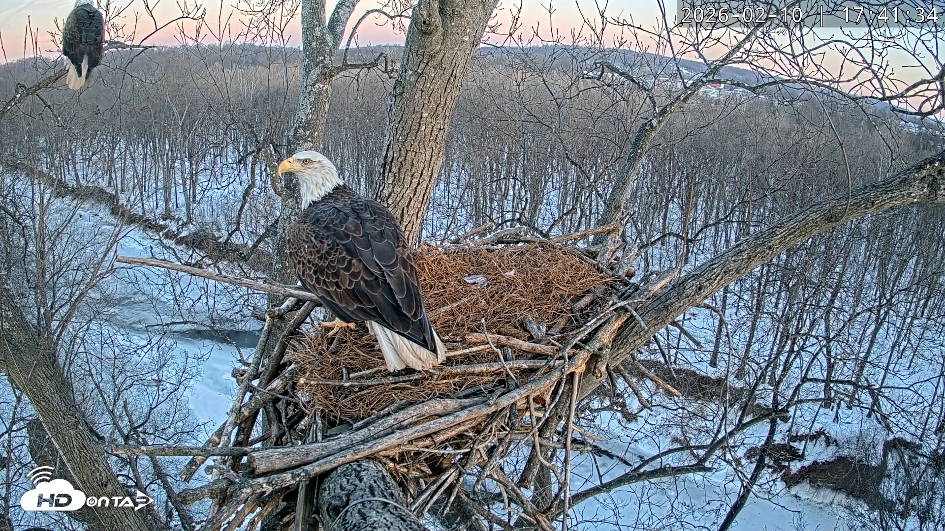 Snapshot of Dulles Greenway Eagles Nest Live Cam taken Feb 10, 2026, 5:36pm EST