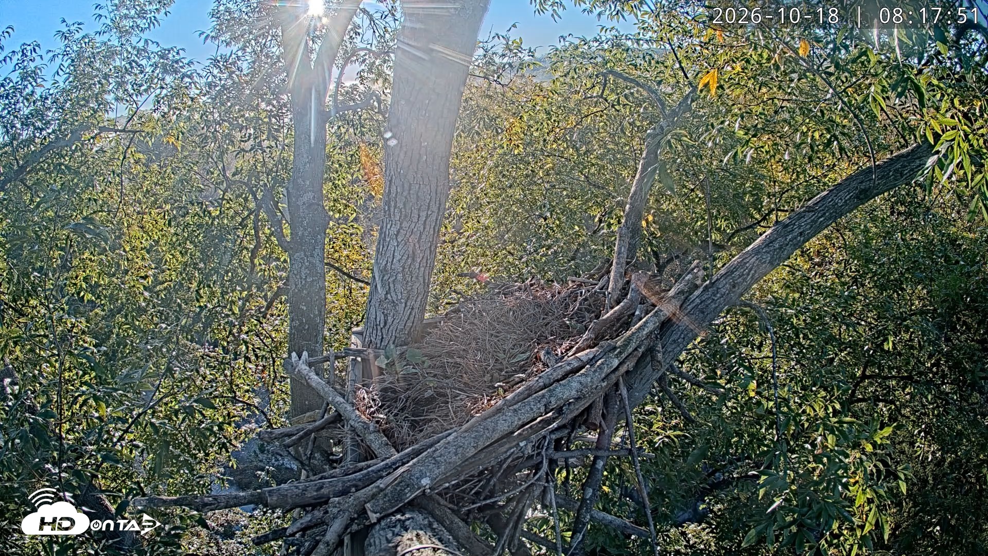 Snapshot of Dulles Greenway Eagles Nest Live Cam taken Oct 18, 2026, 8:12am EDT