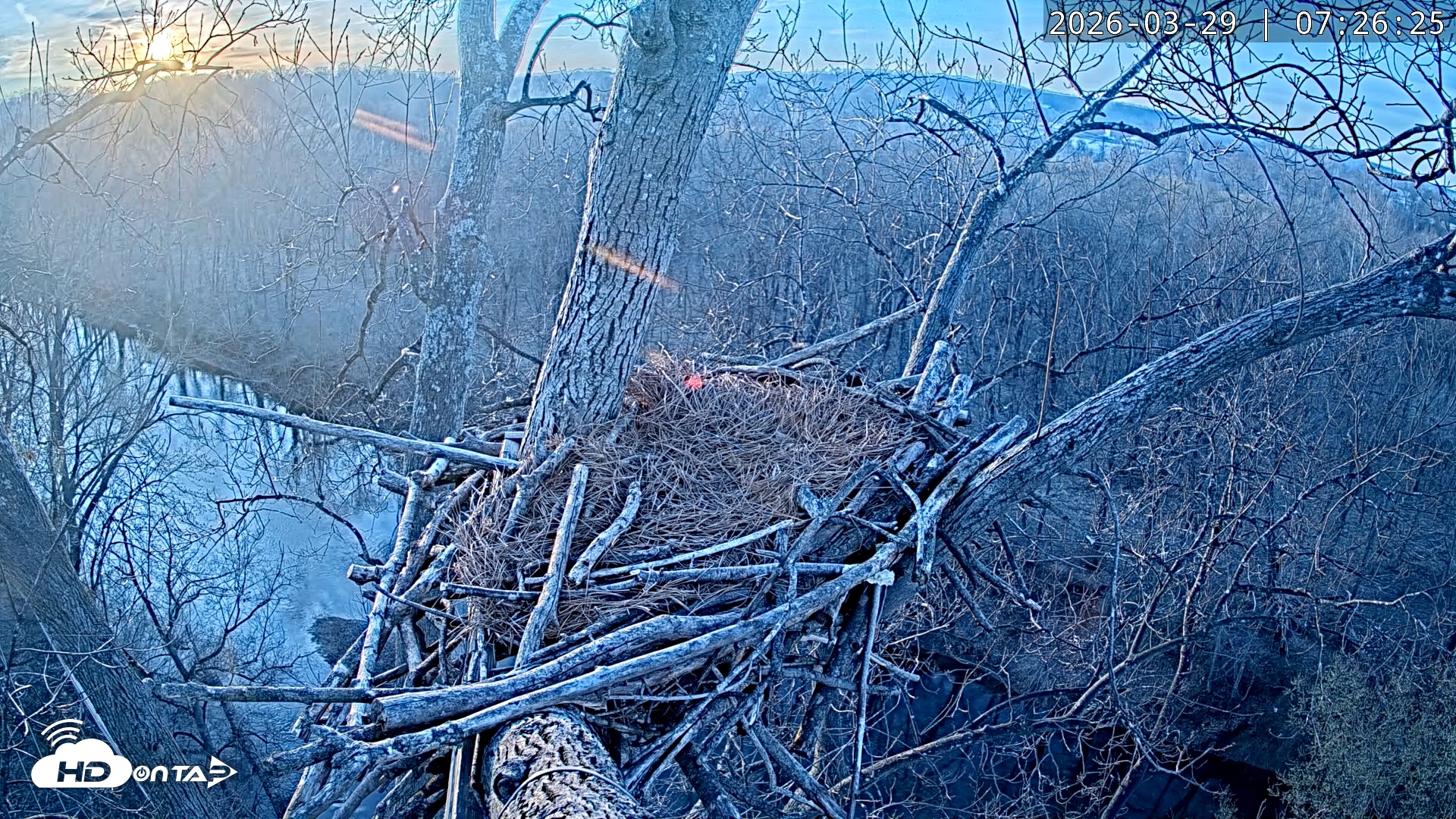 Snapshot of Dulles Greenway Eagles Nest Live Cam taken Mar 29, 2026, 7:21am EDT