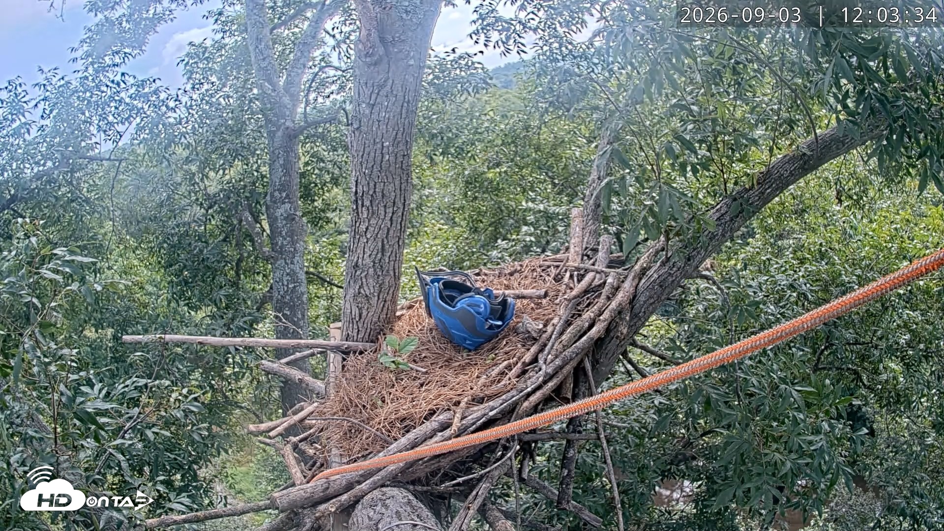 Snapshot of Dulles Greenway Eagles Nest Live Cam taken Sep 3, 2026, 11:57am EDT