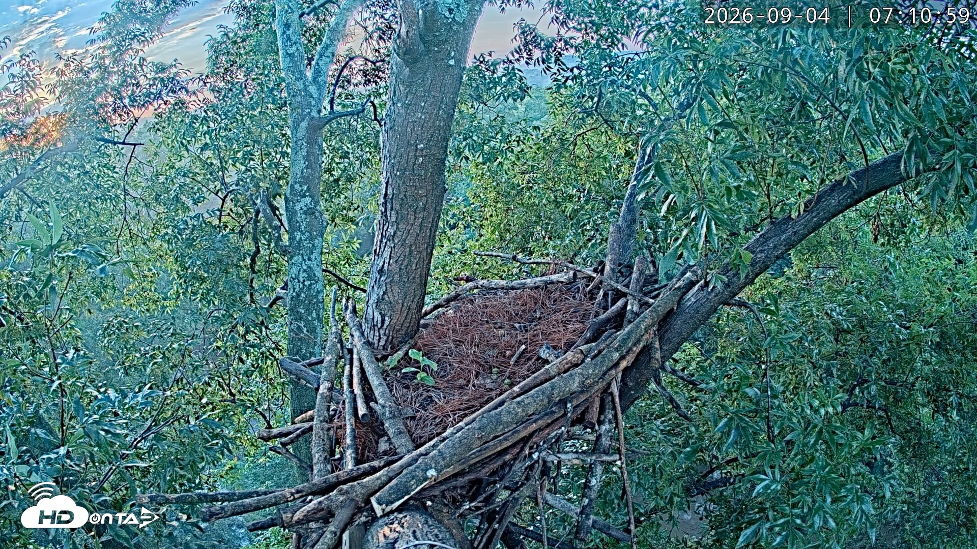 Snapshot of Dulles Greenway Eagles Nest Live Cam taken Sep 4, 2026, 7:04am EDT