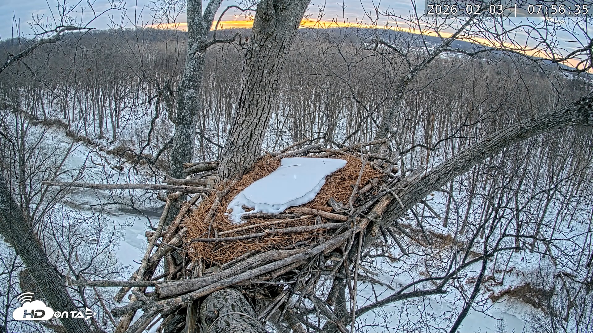 Snapshot of Dulles Greenway Eagles Nest Live Cam taken Feb 3, 2026, 7:51am EST