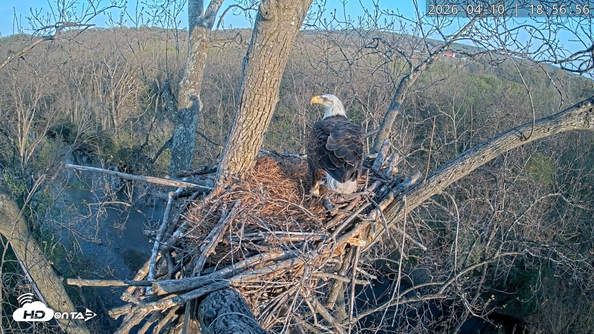 Snapshot of Dulles Greenway Eagles Nest Live Cam taken Apr 10, 2026, 6:51pm EDT