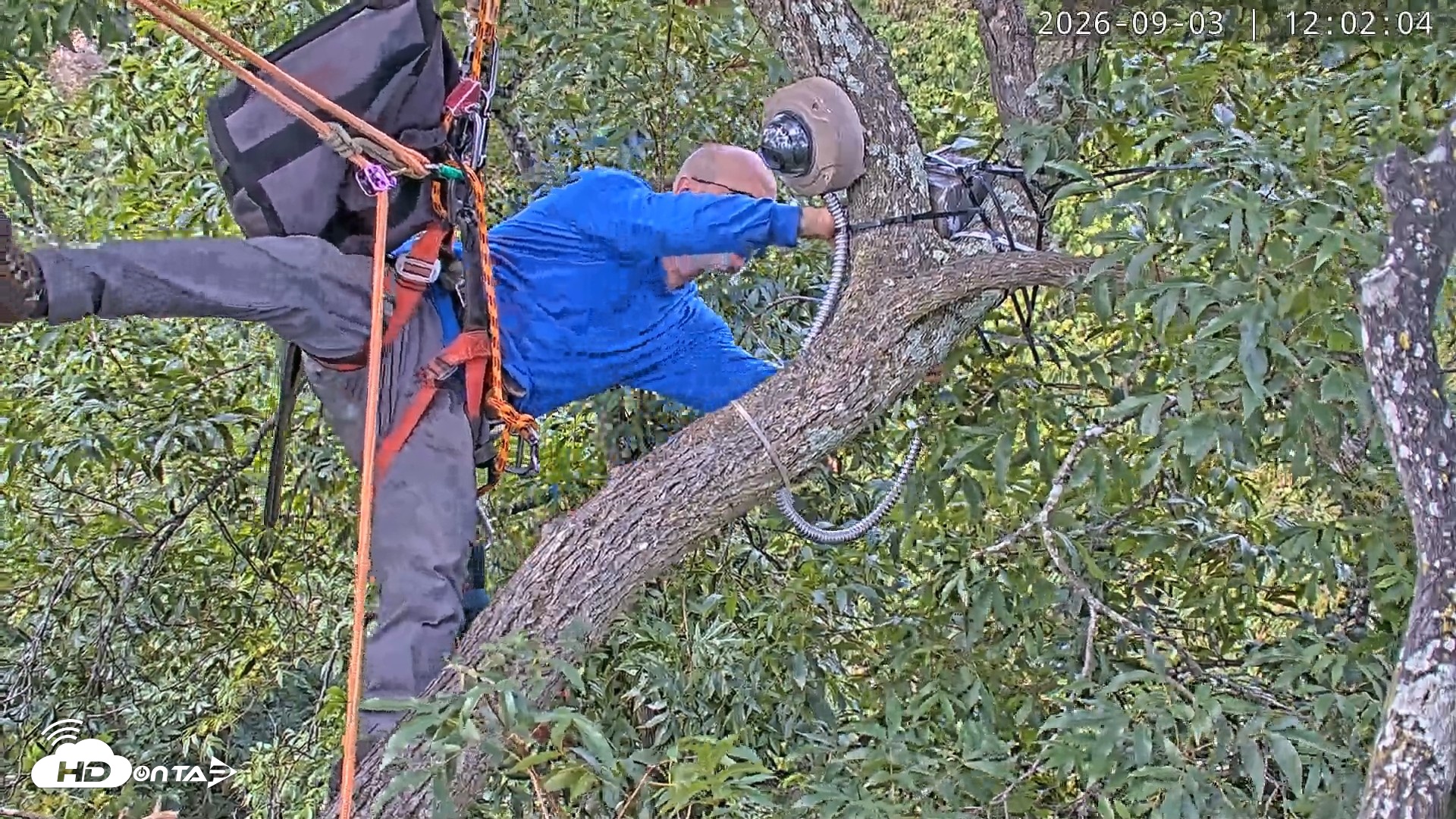 Snapshot of Dulles Greenway Eagles Nest Live Cam taken Sep 3, 2026, 11:56am EDT