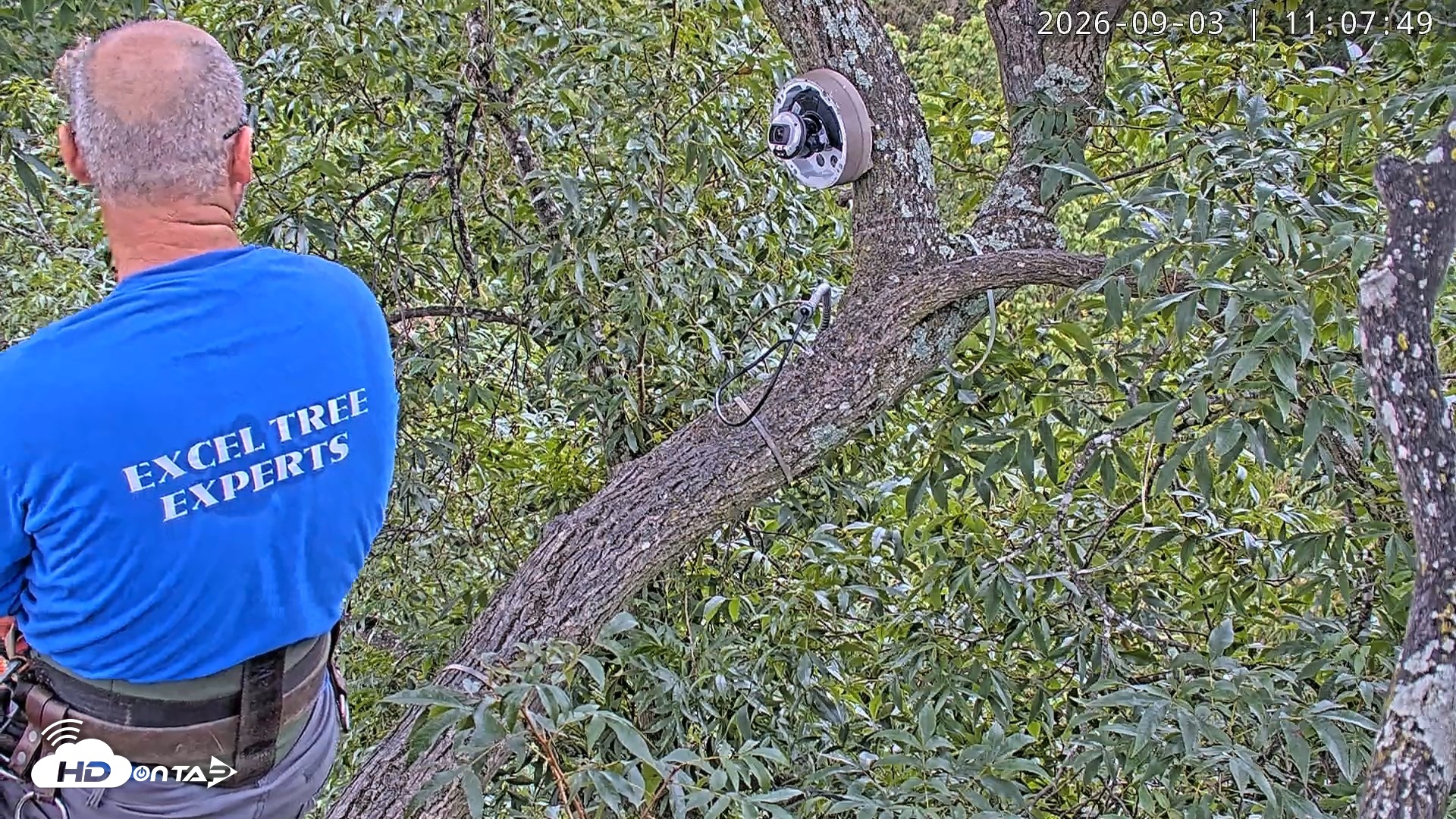 Snapshot of Dulles Greenway Eagles Nest Live Cam taken Sep 3, 2026, 11:02am EDT