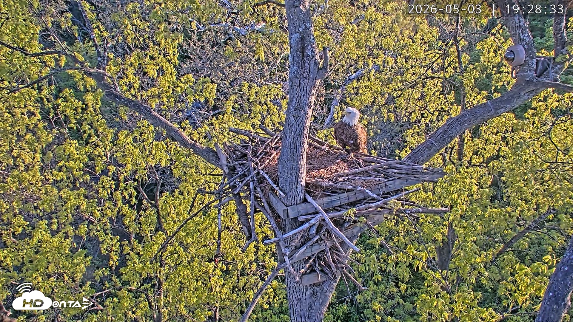 Snapshot of Dulles Greenway Eagles Nest Live Cam taken May 3, 2026, 7:24pm EDT