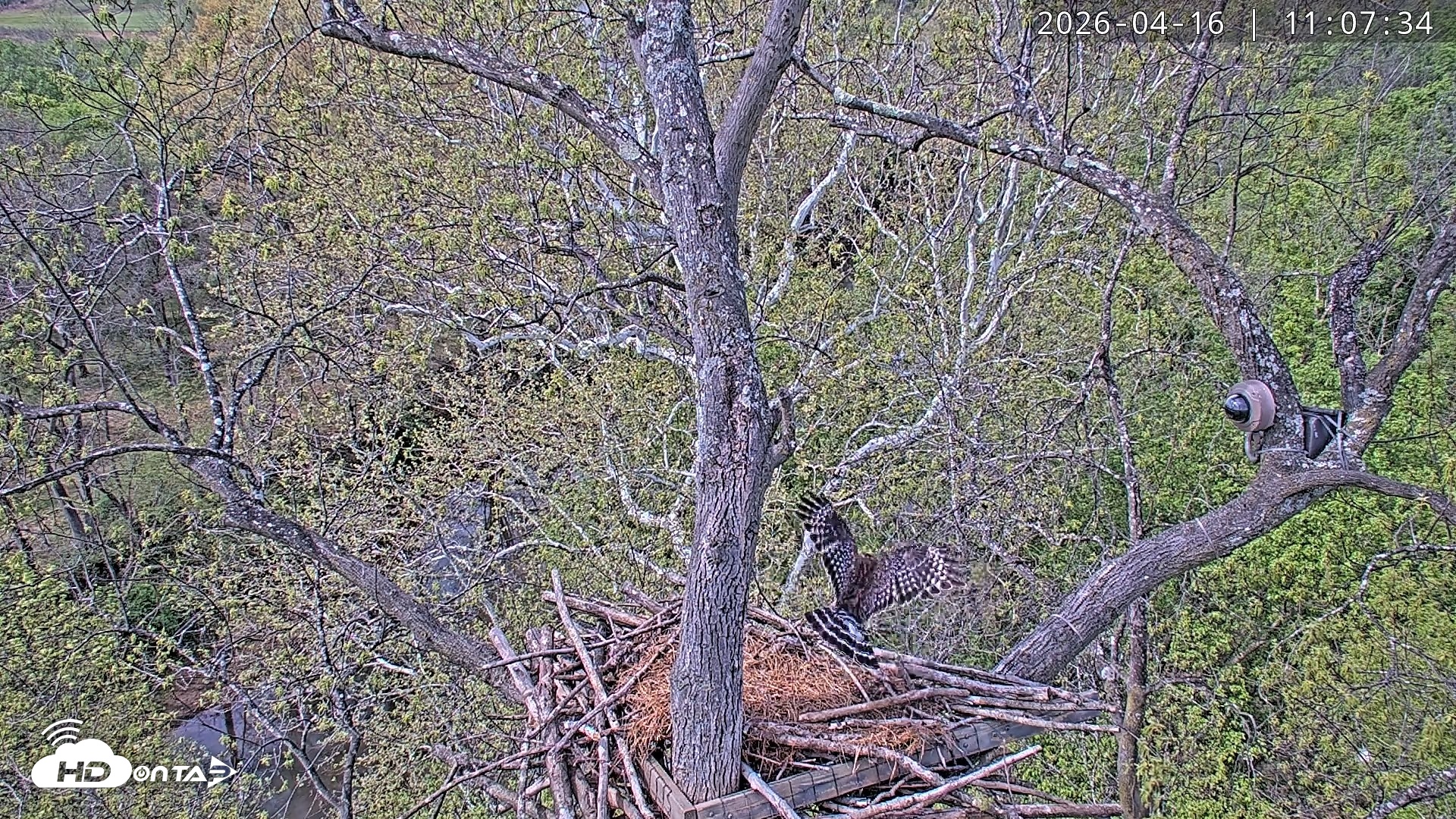 Snapshot of Dulles Greenway Eagles Nest Live Cam taken Apr 16, 2026, 11:03am EDT