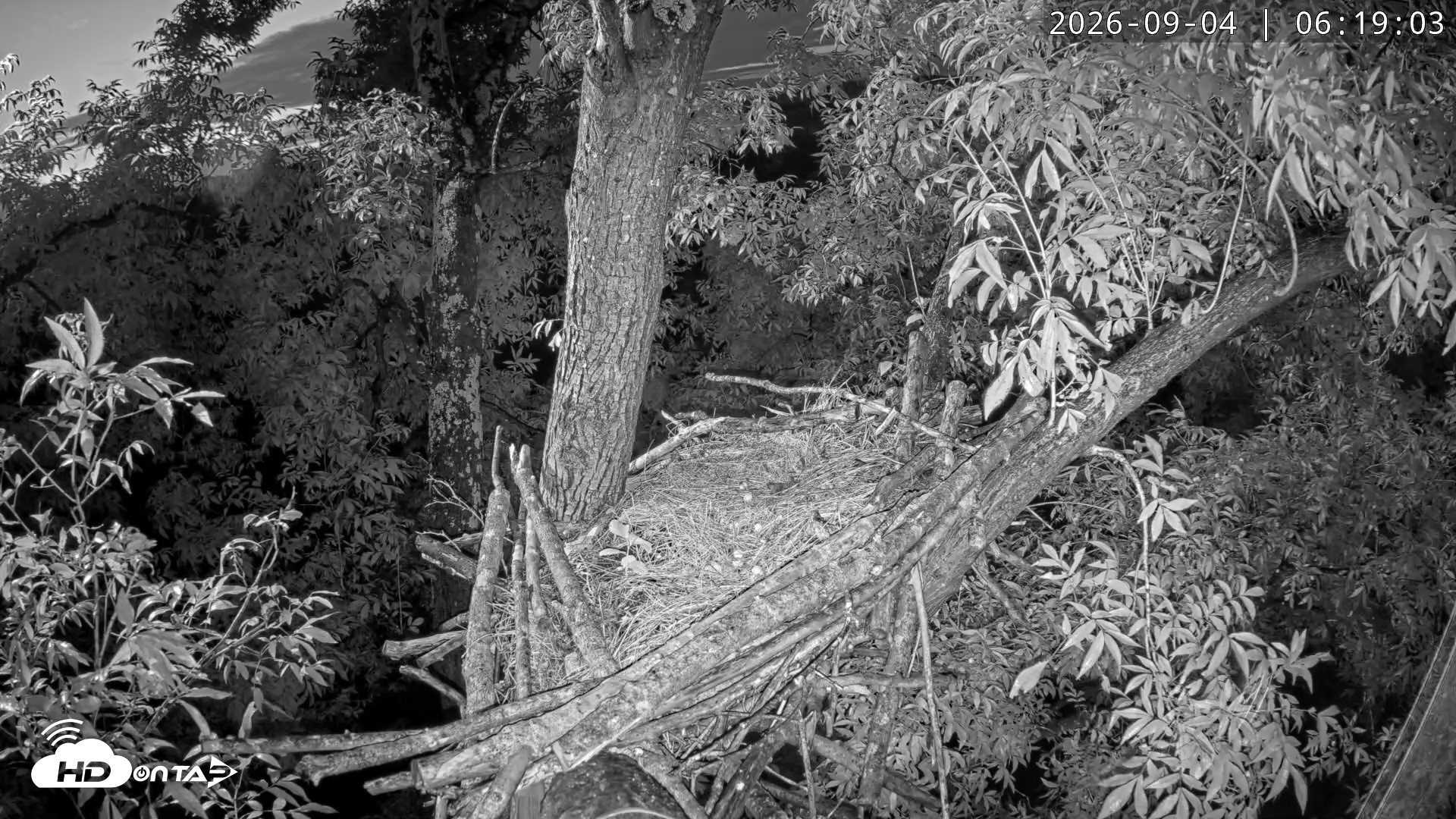 Snapshot of Dulles Greenway Eagles Nest Live Cam taken Sep 4, 2026, 6:13am EDT