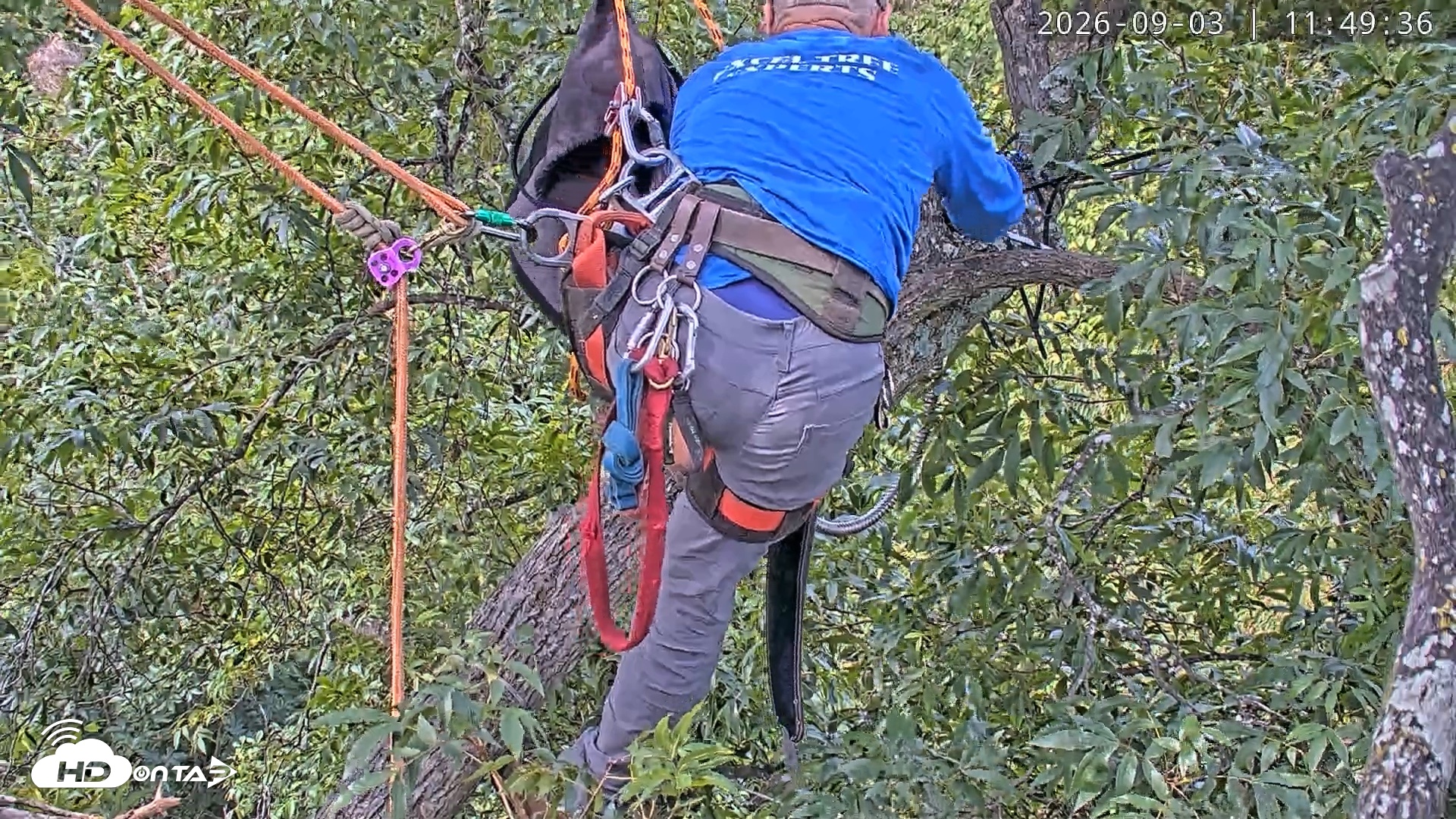 Snapshot of Dulles Greenway Eagles Nest Live Cam taken Sep 3, 2026, 11:43am EDT