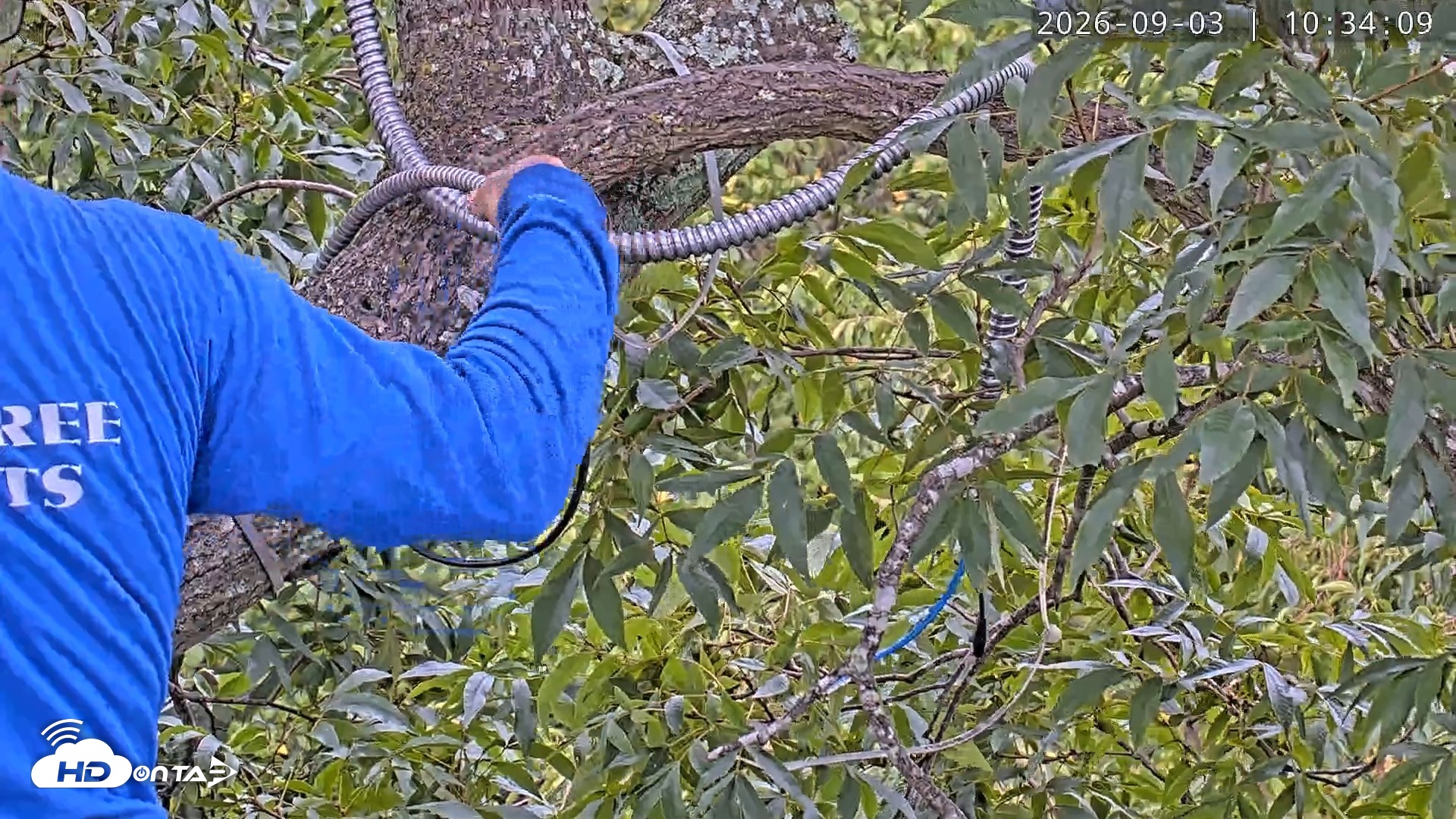 Snapshot of Dulles Greenway Eagles Nest Live Cam taken Sep 3, 2026, 10:28am EDT
