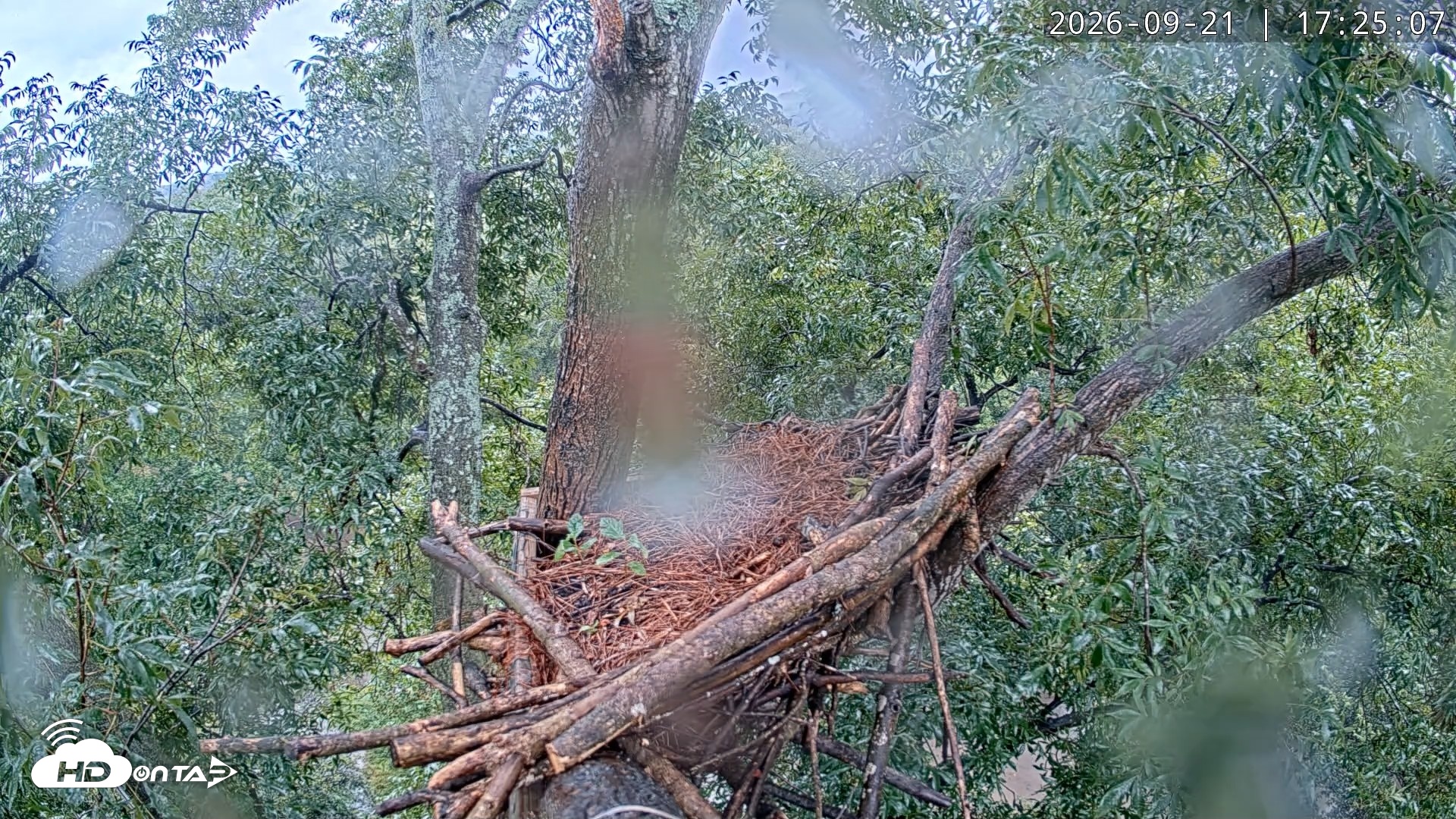 Snapshot of Dulles Greenway Eagles Nest Live Cam taken Sep 21, 2026, 5:19pm EDT