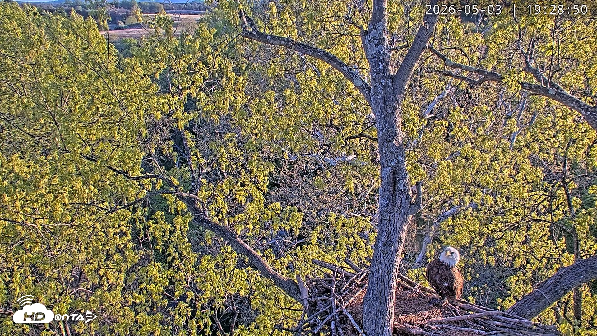 Snapshot of Dulles Greenway Eagles Nest Live Cam taken May 3, 2026, 7:25pm EDT