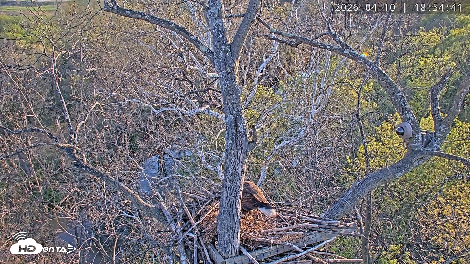 Snapshot of Dulles Greenway Eagles Nest Live Cam taken Apr 10, 2026, 6:50pm EDT