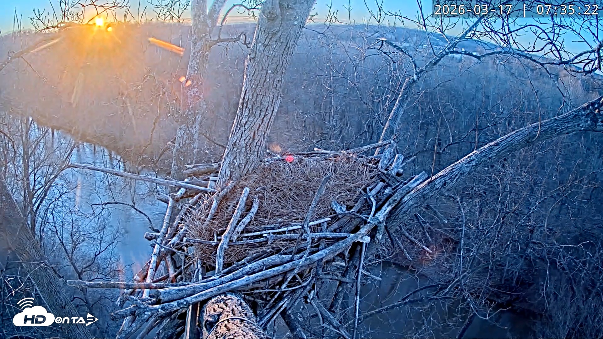 Snapshot of Dulles Greenway Eagles Nest Live Cam taken Mar 17, 2026, 7:30am EDT