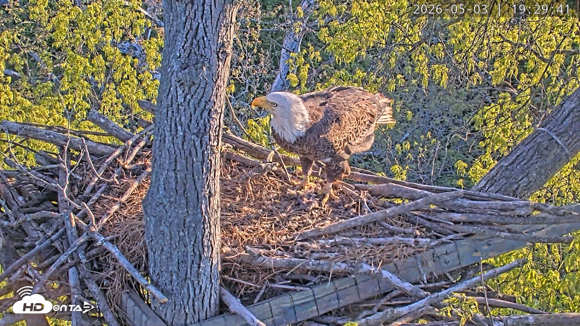 Snapshot of Dulles Greenway Eagles Nest Live Cam taken May 3, 2026, 7:25pm EDT