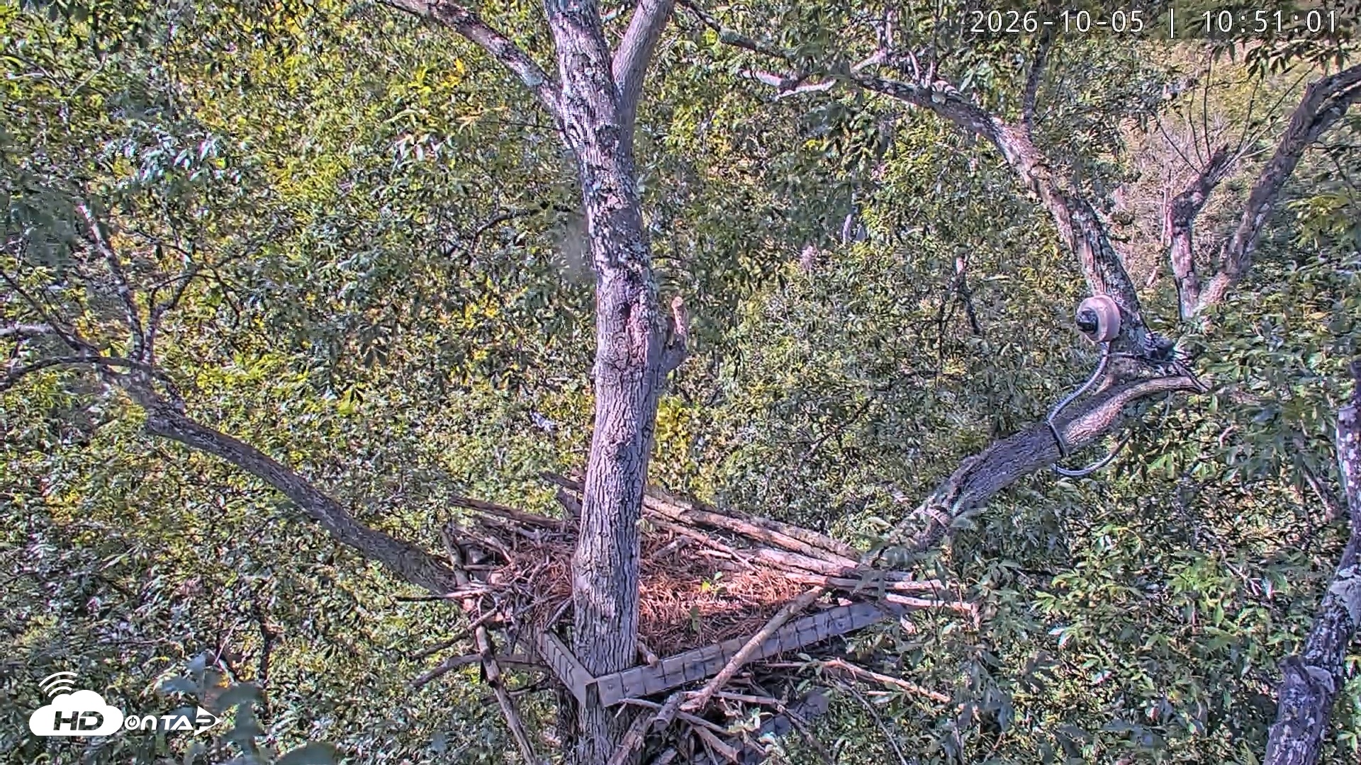 Snapshot of Dulles Greenway Eagles Nest Live Cam taken Oct 5, 2026, 10:45am EDT