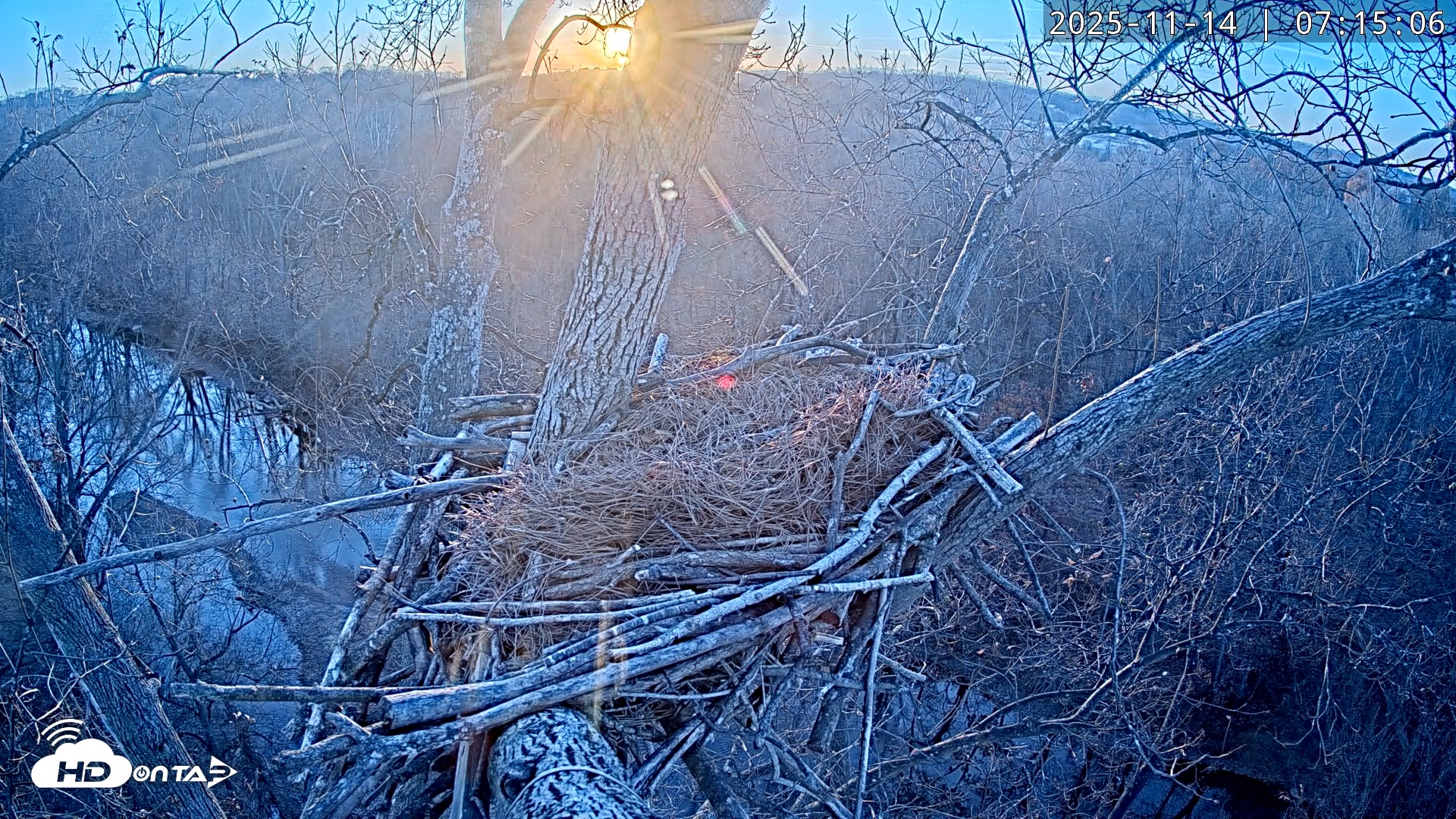 Snapshot of Dulles Greenway Eagles Nest Live Cam taken Nov 14, 2025, 7:10am EST