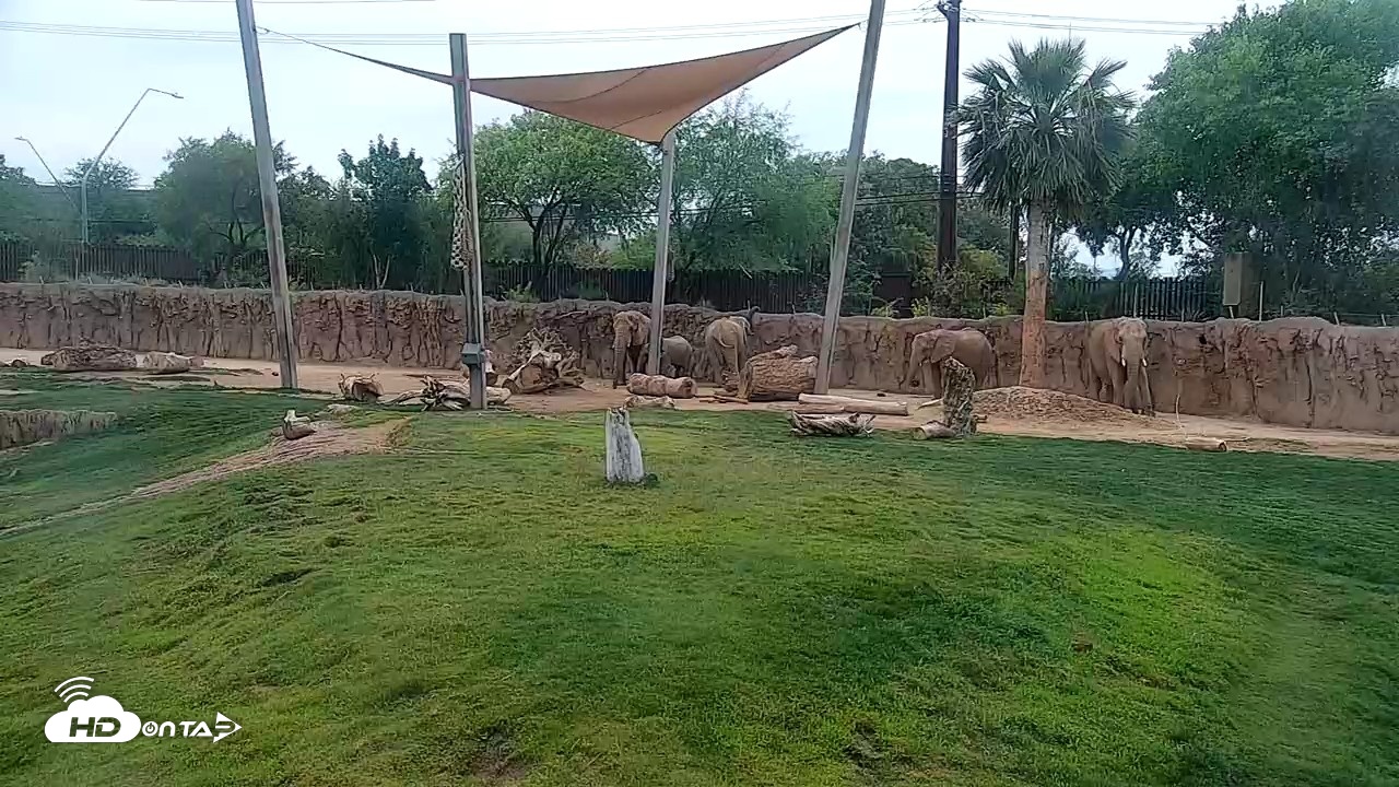Snapshot of Reid Park Zoo Elephant Grasslands Live Webcam taken May 3, 2026, 12:08pm MST