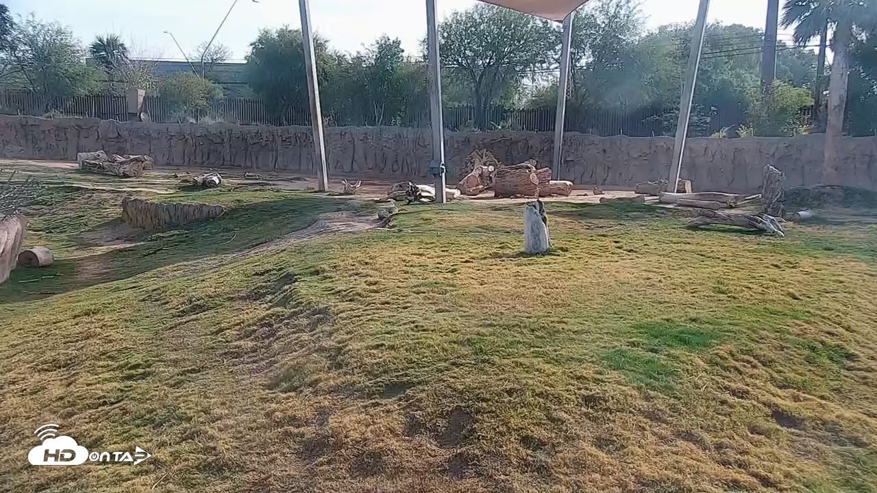 Snapshot of Reid Park Zoo Elephant Grasslands Live Webcam taken Dec 30, 2025, 1:53pm MST