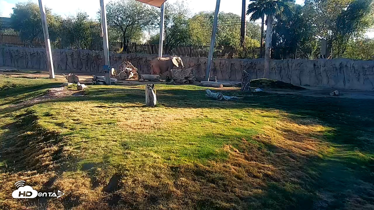 Snapshot of Reid Park Zoo Elephant Grasslands Live Webcam taken Feb 9, 2026, 4:12pm MST