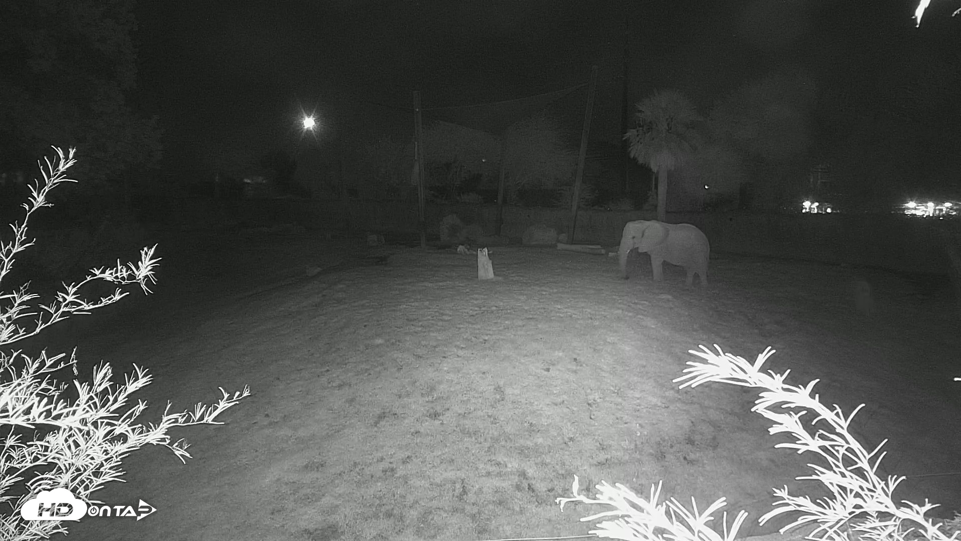 Snapshot of Reid Park Zoo Elephant Grasslands Live Webcam taken Sep 19, 2026, 1:41am MST