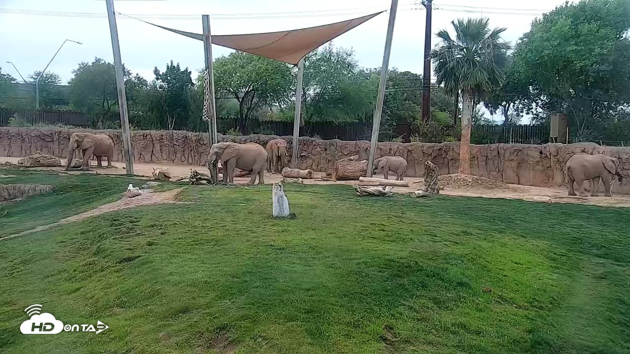Snapshot of Reid Park Zoo Elephant Grasslands Live Webcam taken May 3, 2026, 10:18am MST