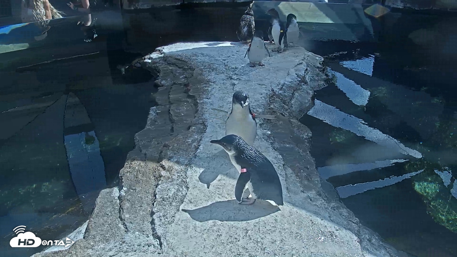 Snapshot of Birch Aquarium Penguin Exhibit Live Webcam taken Aug 12, 2026, 3:10pm PDT