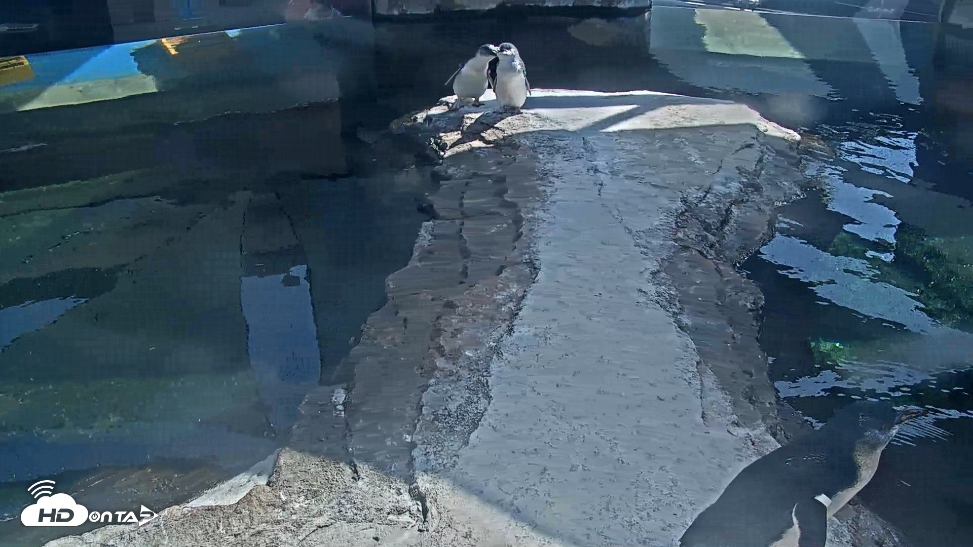 Snapshot of Birch Aquarium Penguin Exhibit Live Webcam taken Sep 1, 2026, 3:05pm PDT
