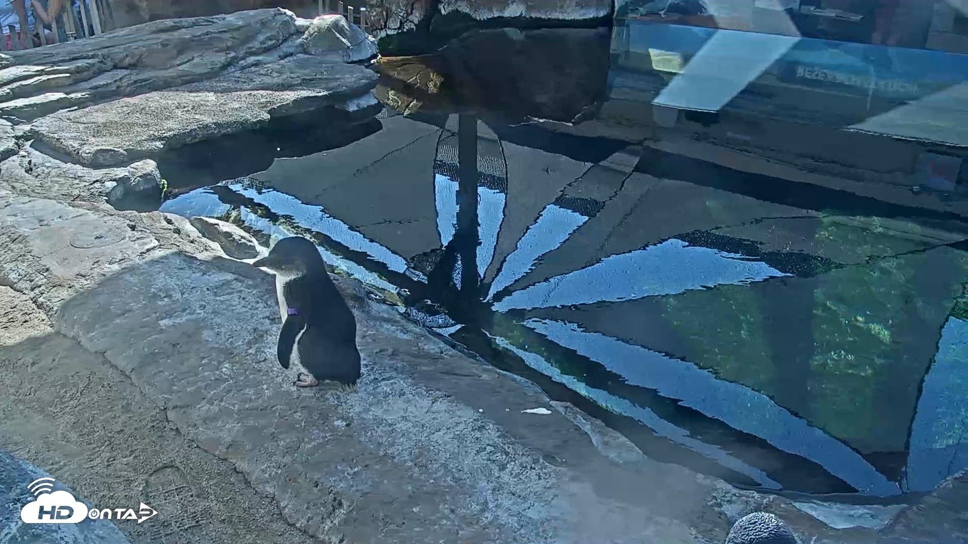 Snapshot of Birch Aquarium Penguin Exhibit Live Webcam taken Oct 4, 2026, 10:10am PDT
