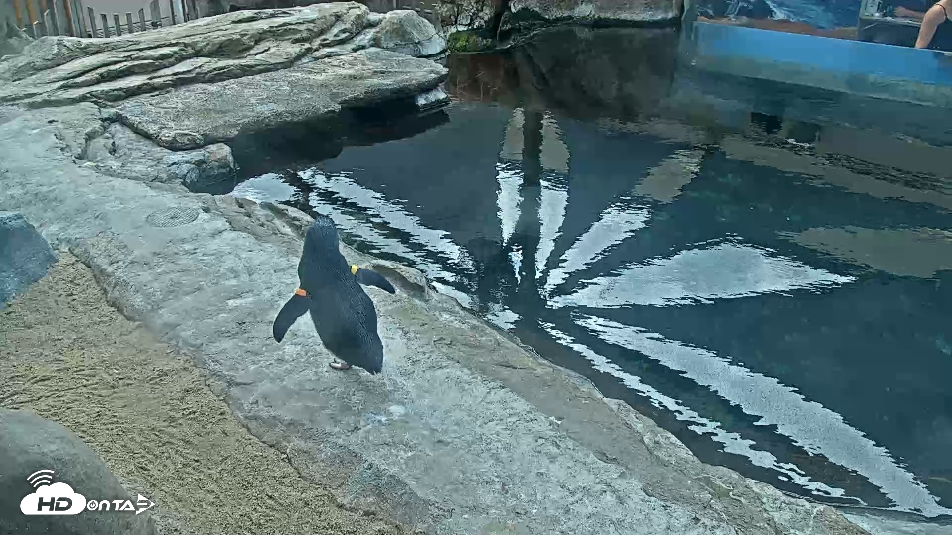 Snapshot of Birch Aquarium Penguin Exhibit Live Webcam taken Sep 17, 2026, 10:25am PDT