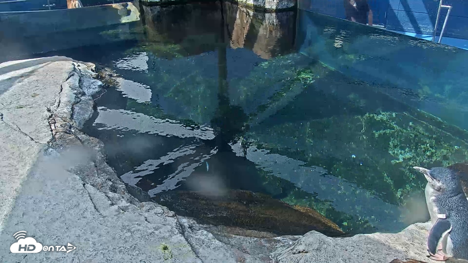 Snapshot of Birch Aquarium Penguin Exhibit Live Webcam taken Sep 24, 2026, 10:42am PDT