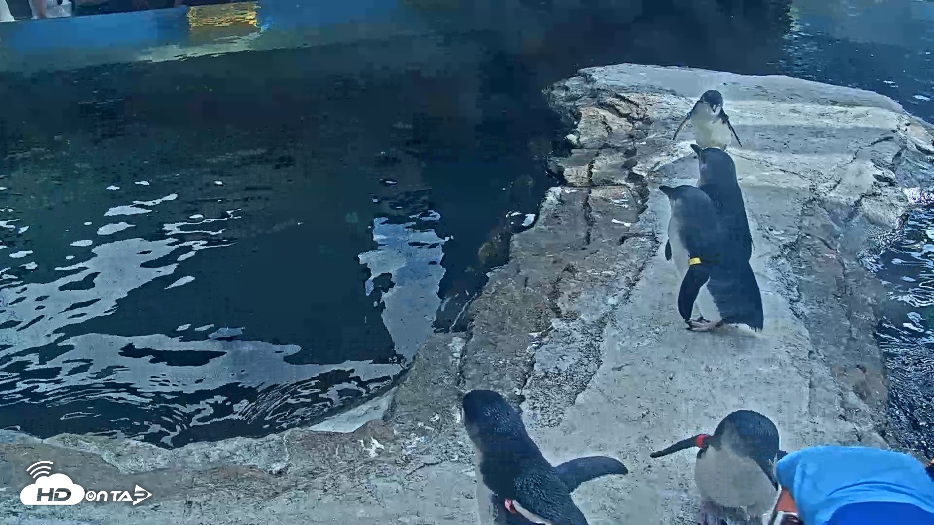 Snapshot of Birch Aquarium Penguin Exhibit Live Webcam taken Sep 22, 2026, 3:21pm PDT