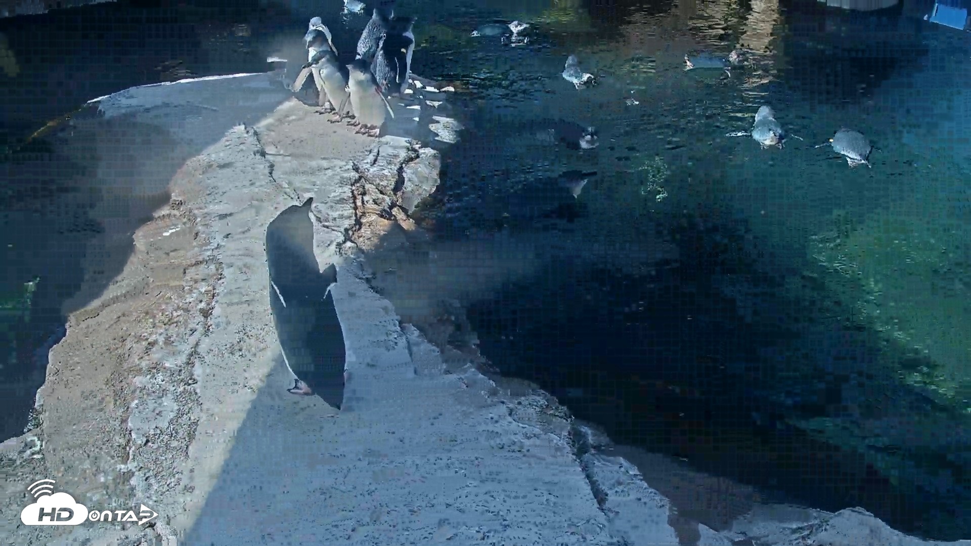 Snapshot of Birch Aquarium Penguin Exhibit Live Webcam taken Sep 4, 2026, 10:01am PDT