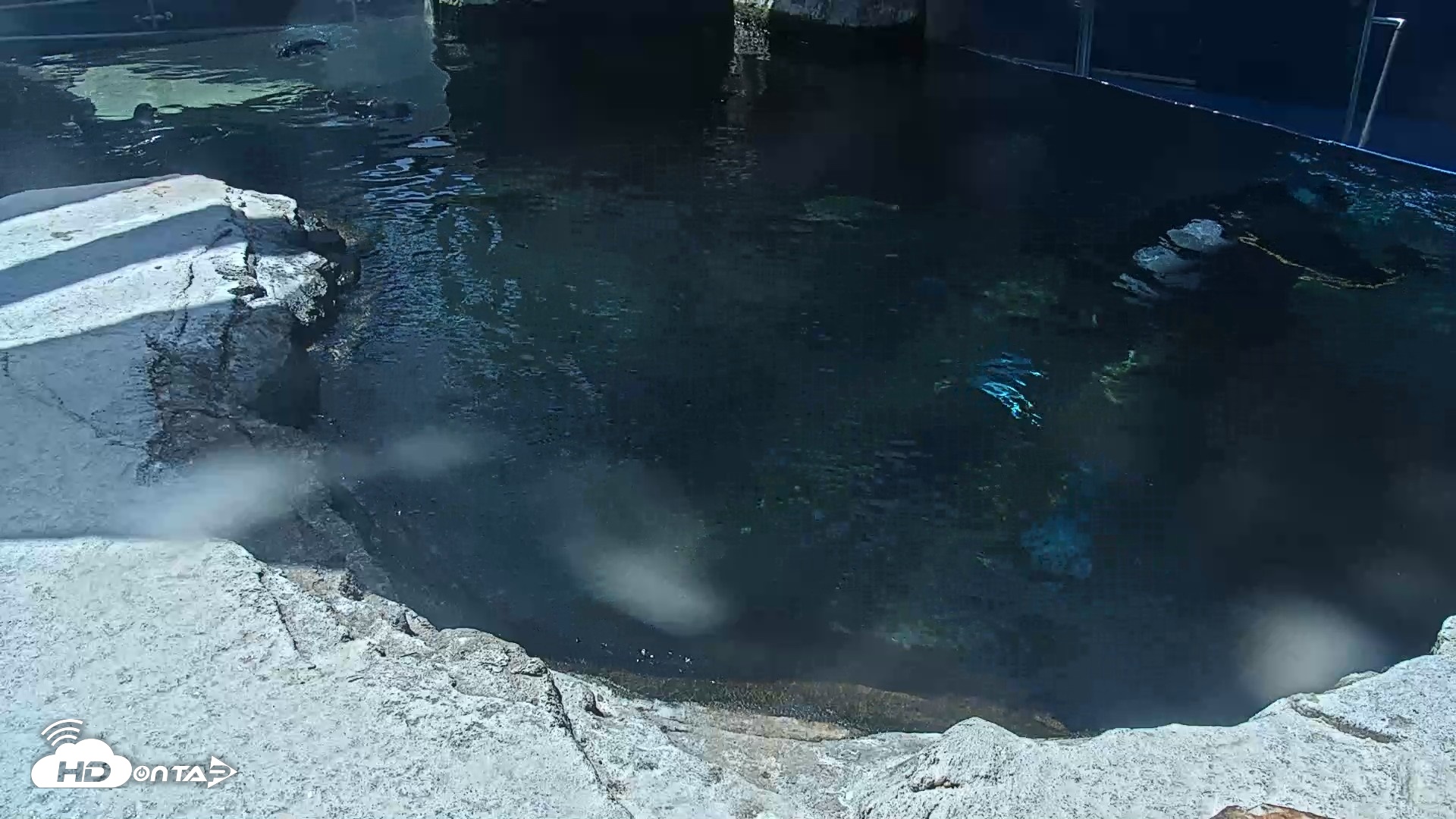 Snapshot of Birch Aquarium Penguin Exhibit Live Webcam taken Sep 29, 2026, 1:18pm PDT
