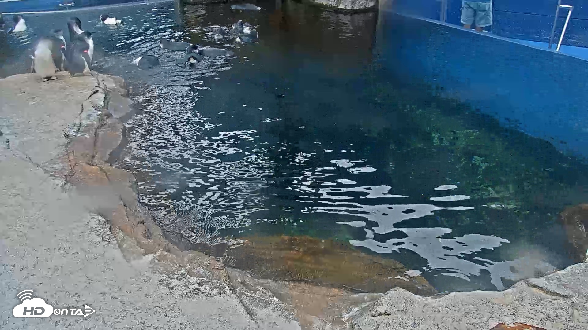 Snapshot of Birch Aquarium Penguin Exhibit Live Webcam taken Oct 10, 2026, 8:39am PDT