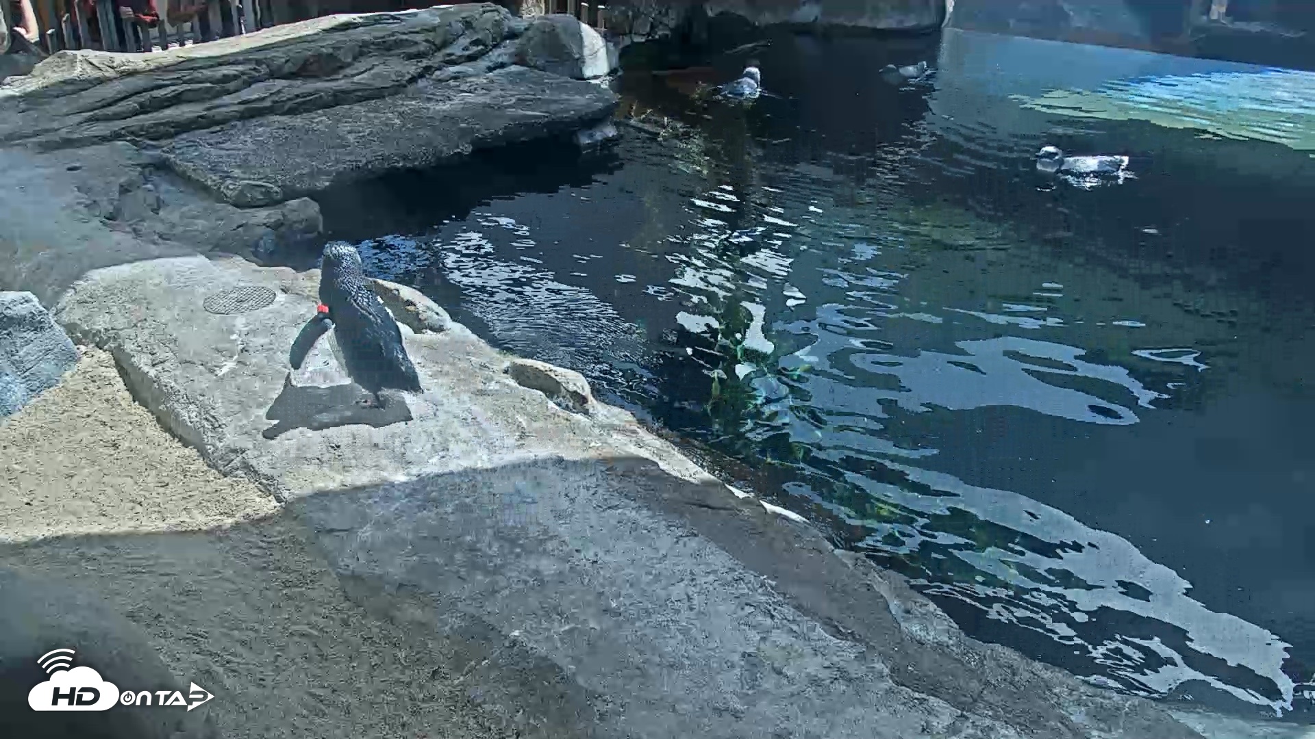 Snapshot of Birch Aquarium Penguin Exhibit Live Webcam taken Sep 23, 2026, 12:32pm PDT