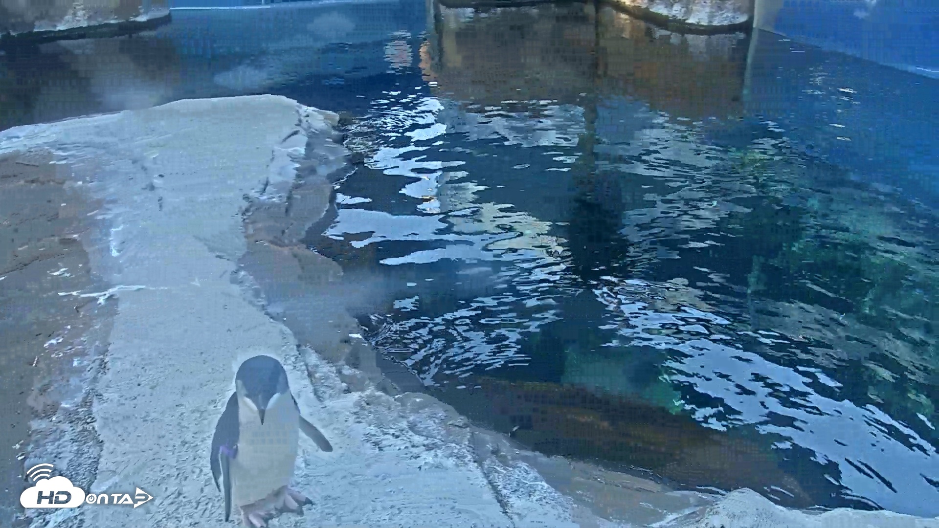 Snapshot of Birch Aquarium Penguin Exhibit Live Webcam taken Oct 2, 2026, 7:42am PDT