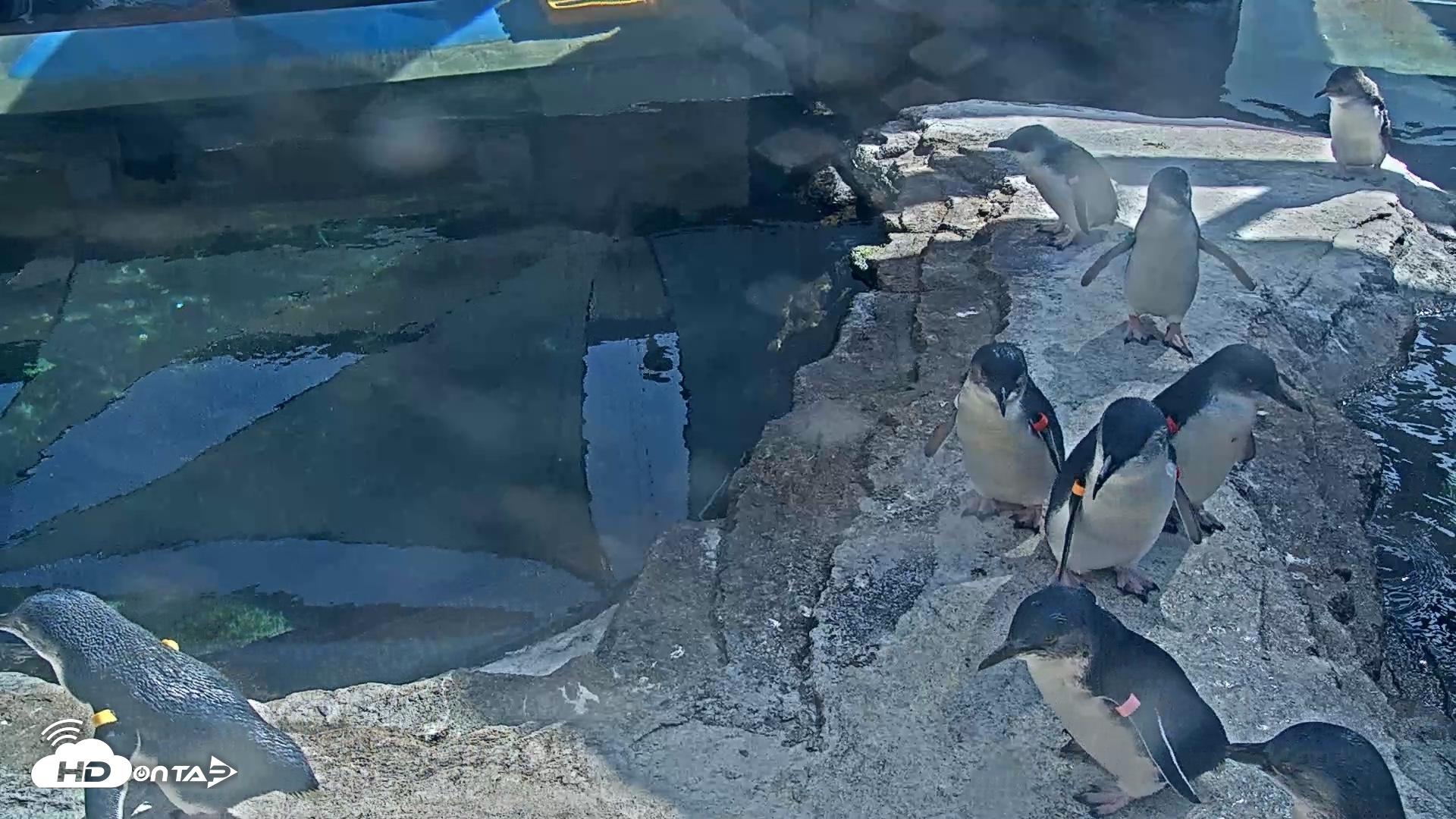 Snapshot of Birch Aquarium Penguin Exhibit Live Webcam taken Sep 15, 2026, 2:56pm PDT