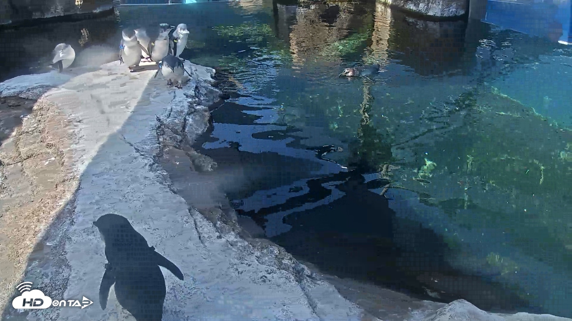 Snapshot of Birch Aquarium Penguin Exhibit Live Webcam taken Aug 25, 2026, 10:12am PDT