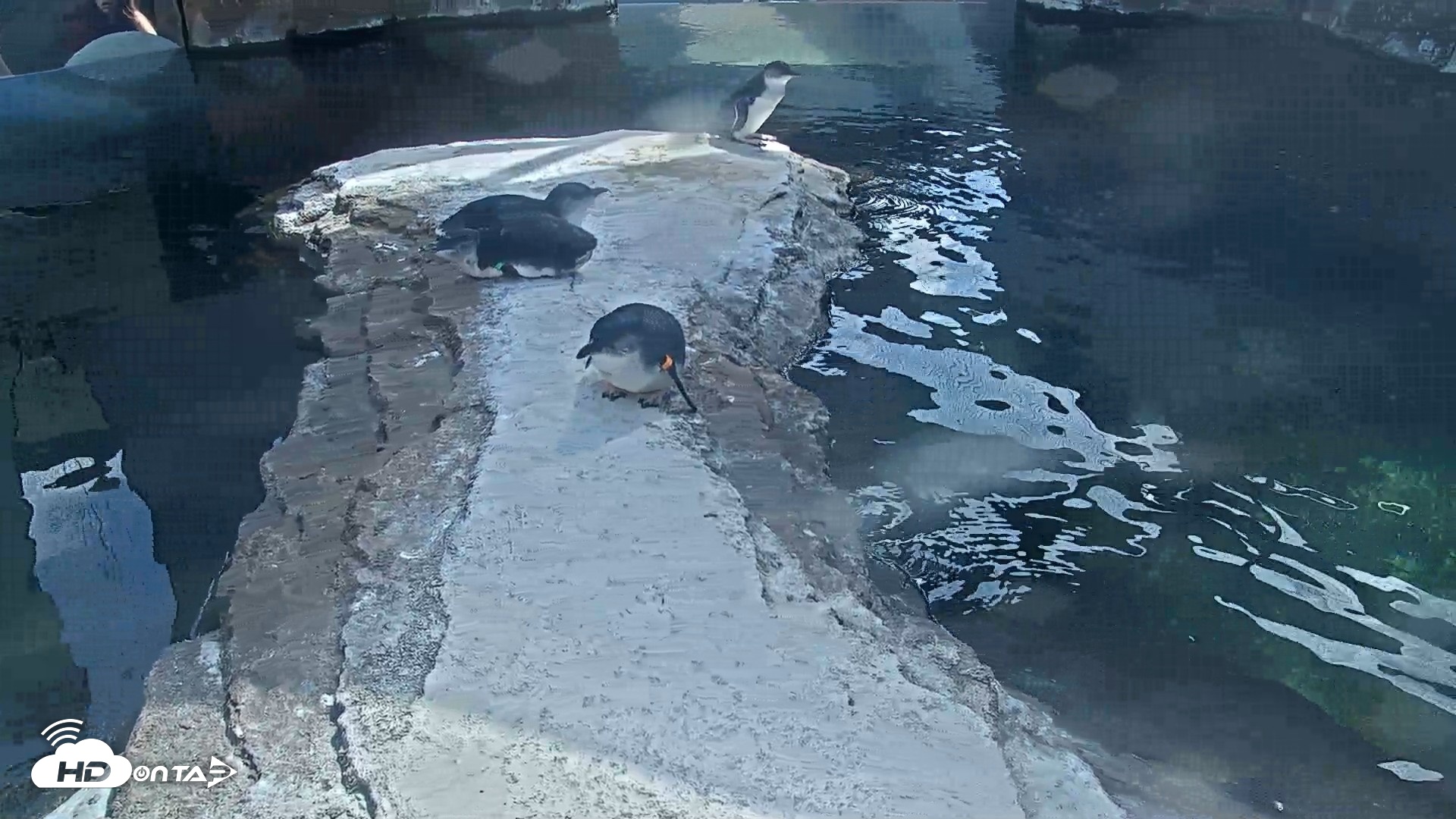 Snapshot of Birch Aquarium Penguin Exhibit Live Webcam taken Aug 25, 2026, 3:11pm PDT