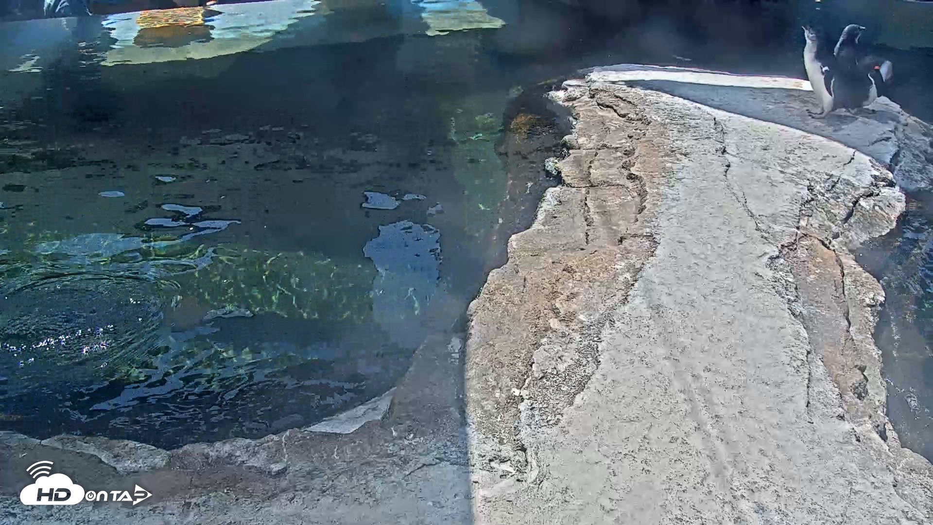 Snapshot of Birch Aquarium Penguin Exhibit Live Webcam taken Sep 1, 2026, 12:19pm PDT