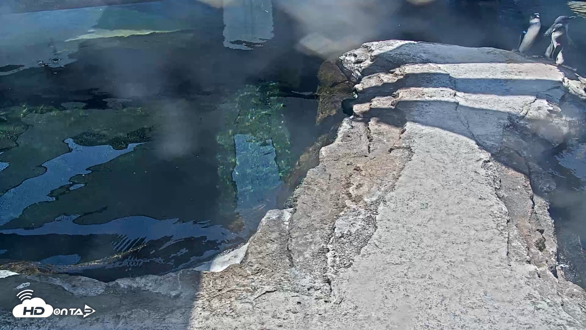 Snapshot of Birch Aquarium Penguin Exhibit Live Webcam taken Oct 6, 2026, 12:37pm PDT