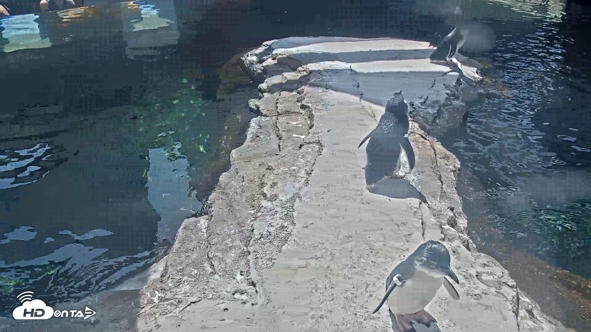 Snapshot of Birch Aquarium Penguin Exhibit Live Webcam taken Sep 23, 2026, 12:35pm PDT