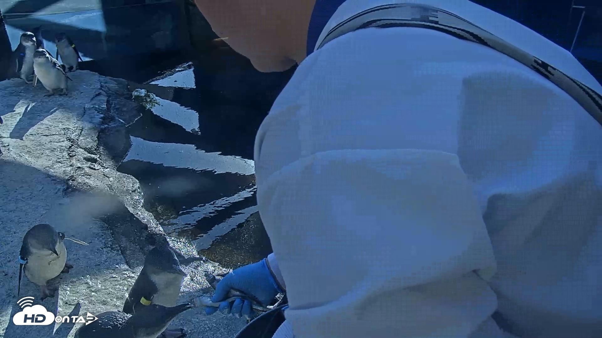 Snapshot of Birch Aquarium Penguin Exhibit Live Webcam taken Oct 26, 2026, 3:39pm PDT